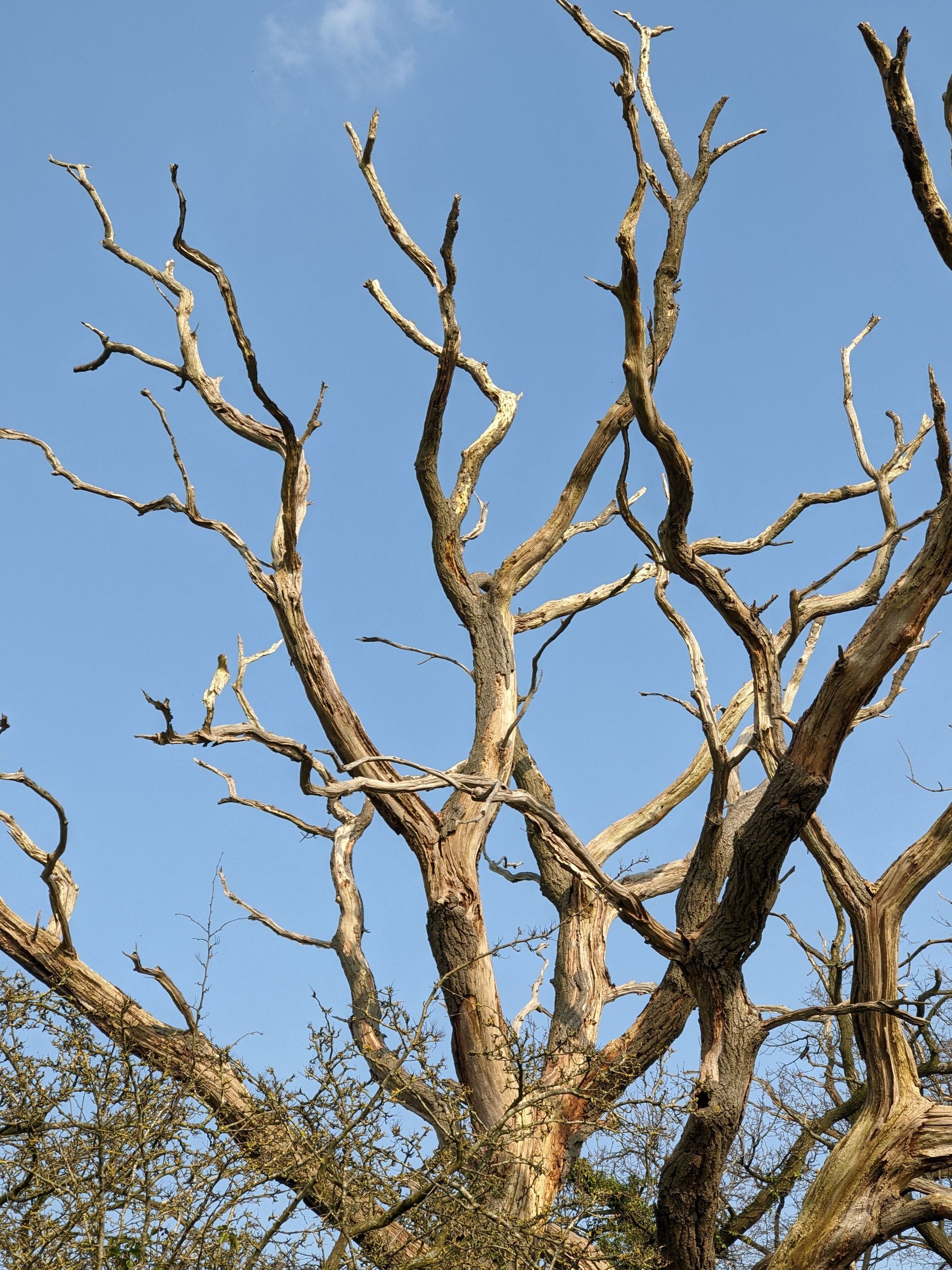 A dead tree with intricate branches silhouetted against a clear blue sky in Holmes Chapel, England.