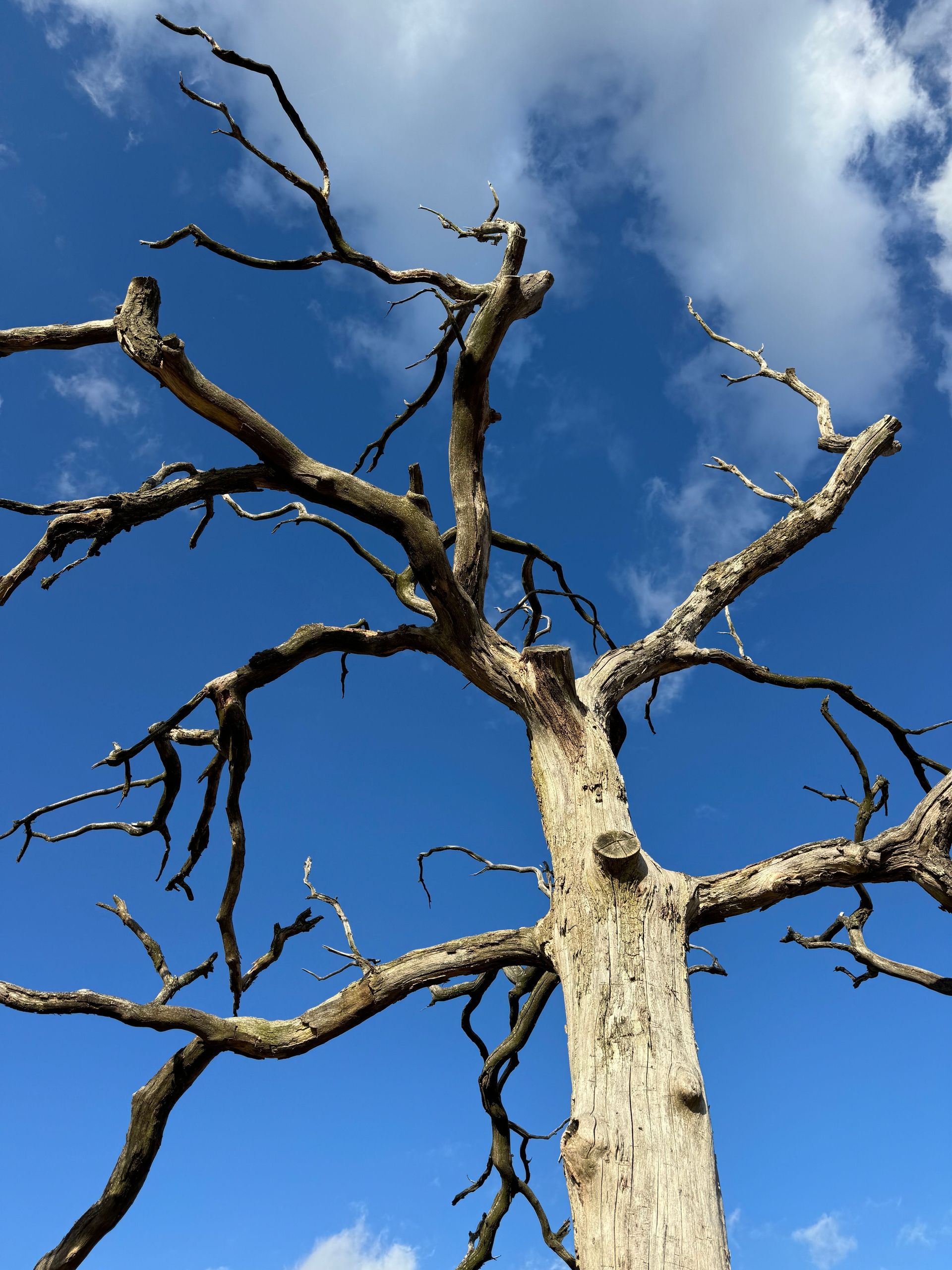 A striking dead tree with branches reaching towards a bright blue sky.