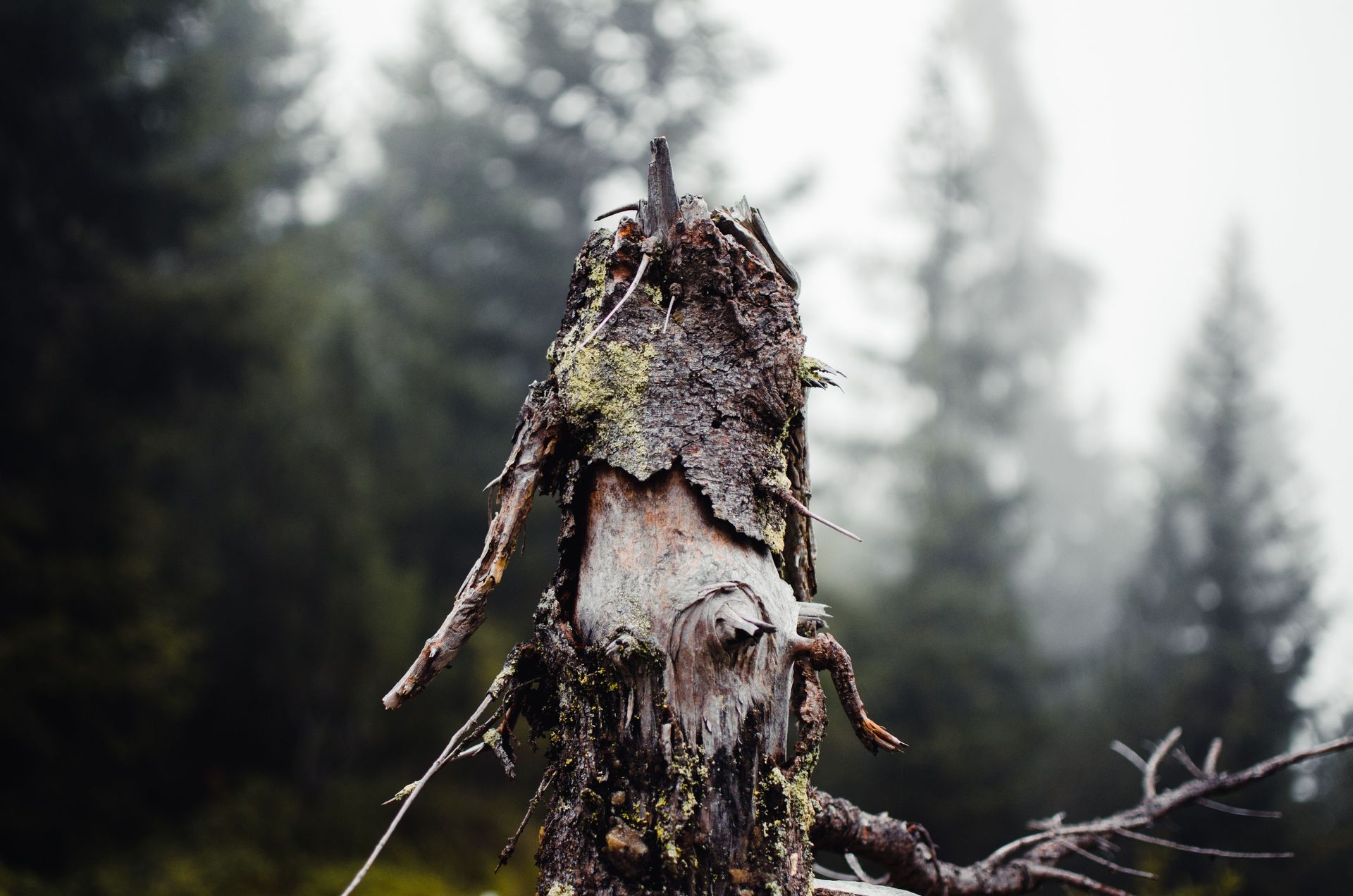 Detailed view of a withered tree trunk amidst a misty evergreen forest in Partenen, Austria.