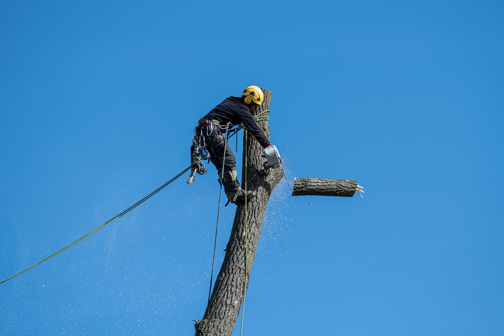 A skilled arborist wearing safety gear cuts a tree with a chainsaw against a clear blue sky.
